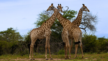 Fototapeta premium a tower of giraffes in the wild