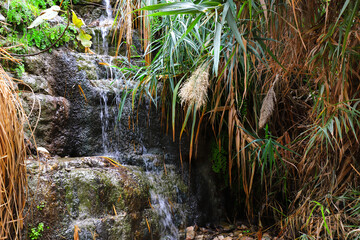 Ein Gedi National Nature Reserve. Israel.