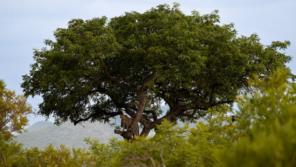 a leopardess in a marula tree at dusk