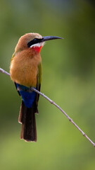 a portrait of a white-fronted bee-eater
