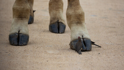 a red bill oxpecker at the feet of a giraffe