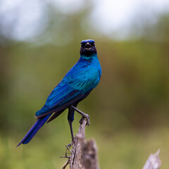 a Burchell's starling portrait close up
