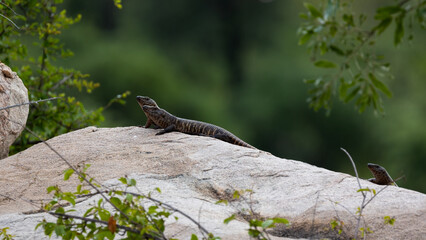 giant plated lizards resting on a boulder