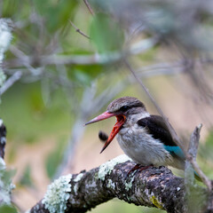 a striped kingfisher expels a pellet