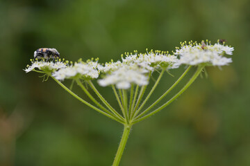 litle gallicus zonnatus insect on a flower