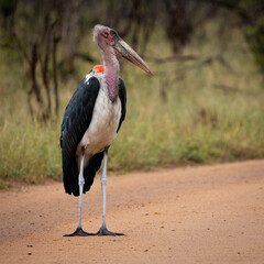 a Marabou stork standing on the gravel road