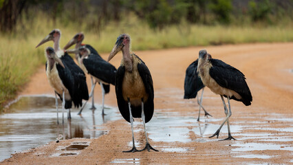 Many marabou storks gather on the road