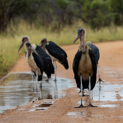 Many marabou storks gather on the road