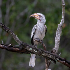 a juvenile yellow-billed hornbill