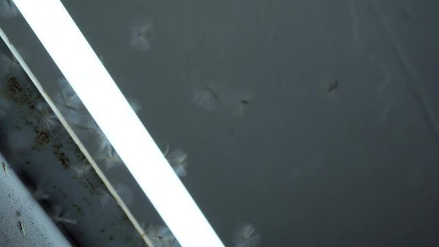 Winged Termites flying around the florescent light
