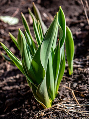 bear onion sprouts in the garden in spring