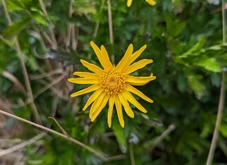 closeup of yellow euryops pectinatus, grey-leaved euryops garden plant, golden euryops Daisy
