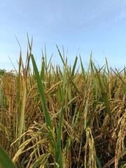 corn field in the summer