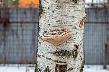 Tinder mushroom on the trunk of a birch tree