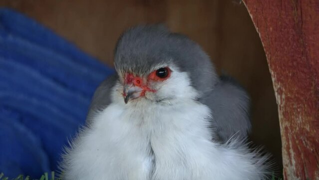 Pygmy Falcon in cage, Africa
Close up shot from Raptor rehabilitation farm, South Africa, 2022

