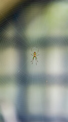 spider in its web built in a window