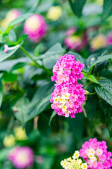 Fototapeta premium photo of beautiful flower in the garden