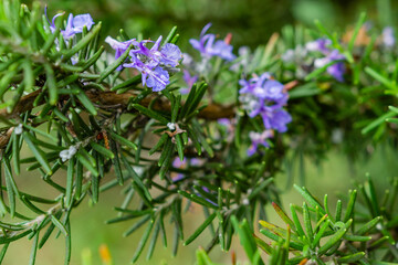 photo of beautiful flower in the garden