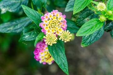 photo of beautiful flower in the garden