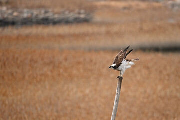 羽ばたく準備をする