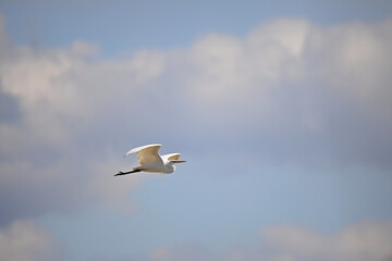 優雅に空を飛ぶサギ