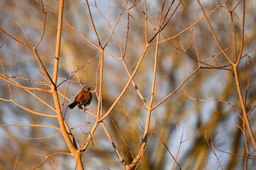 朝日を浴びる小鳥