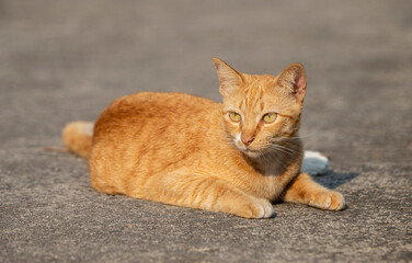 Fototapeta na wymiar orange cat lying on the floor in the garden with nature background.