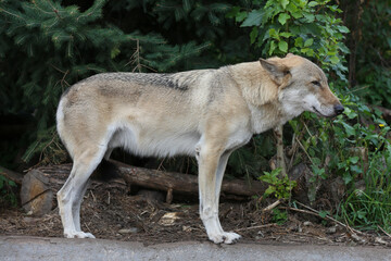 Gray Wolf (Canis lupus) Portrait - captive animal. Wolf at the zoo in the summer.