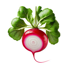 red radish (vegetable ingredient) isolated on transparent background cutout