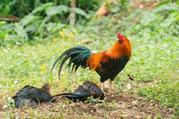 Chicken in the green grass.