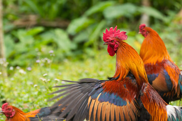 Chicken in the green grass.