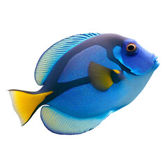 blue tang fish (ocean marine animal) isolated on transparent background cutout - obrazy, fototapety, plakaty