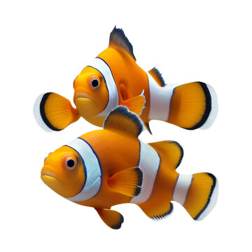 clownfish (ocean marine animal) isolated on transparent background cutout