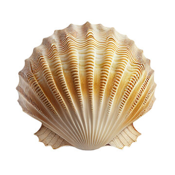 scallop shell (ocean marine animal) isolated on transparent background cutout