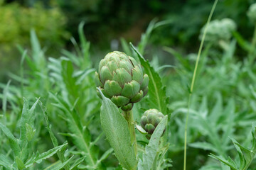 The bud of globe artichoke (Cynara cardunculus), close-up.