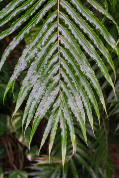 Branch with leaves of Stenochlaena palustris with raindrops.