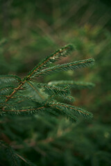 Group of young spruce saplings in nature. Ecological tree nursery in the wild forest.