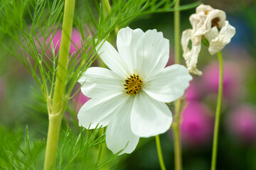 Flower of Cosmos bipinnatus in the garden, close-up.