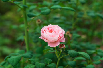 Blooming pink rose in the garden, close-up.