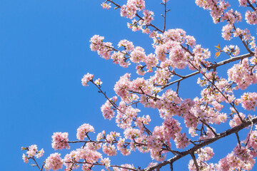 Cherry blossom trees in the Spring