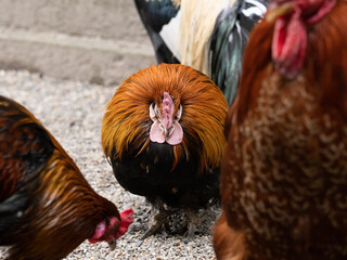 ただ一羽眠る鶏