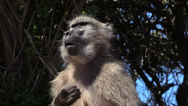Savanna Baboon Close up, Africa 
Cape of Good Hope, South Africa, 2022
