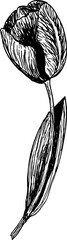 hand drawn tulip