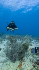 scuba diver posing close to coral