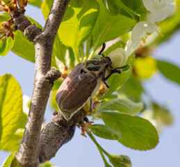 Beetles on the flowers of a fruit tree in spring.