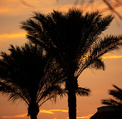 Fototapeta na wymiar Black silhouettes of palm trees on the background of the sunset.