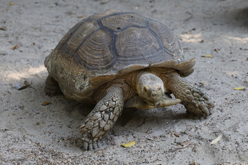 The big Sulcata tortoise is walking