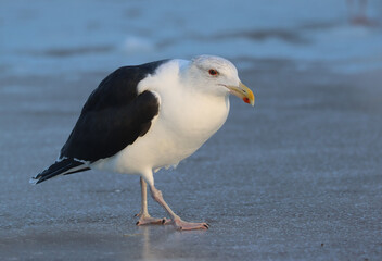 Great black-backed gull