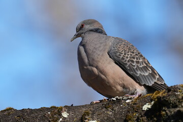 turtle dove on a branch