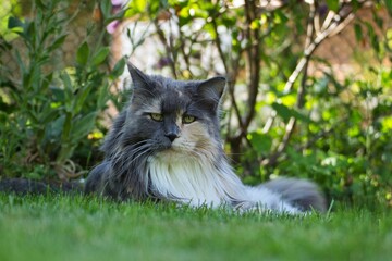 Beautiful gray beige white mottled Maine Coon cat lying in the sunlit garden and looking at the camera.